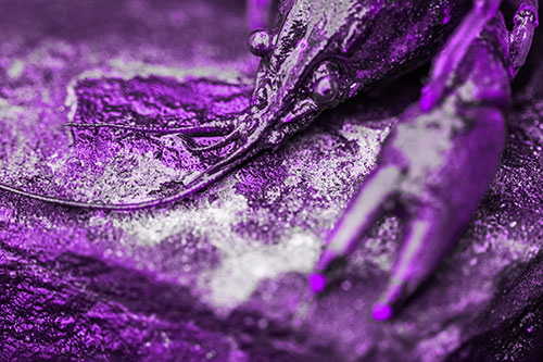 Soaked Crayfish Among Wet Shore Rock (Purple Tone Photo)