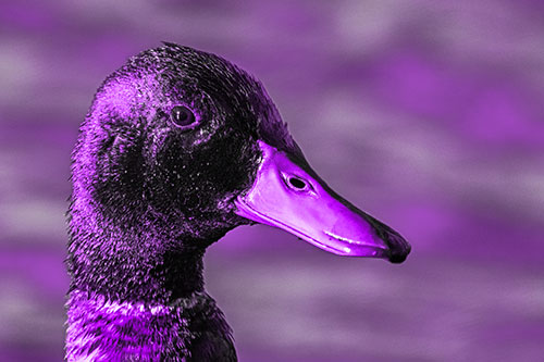 Soaked Male Mallard Duck Watching Among Lake (Purple Tone)