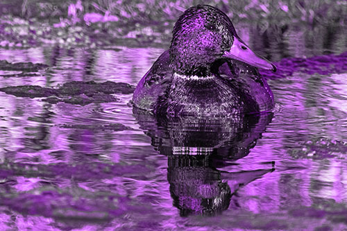 Soaked Mallard Duck Casts Pond Water Reflection (Purple Tone Photo)