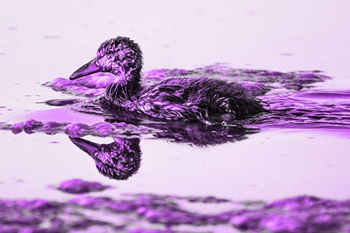 Soaked Mallard Duckling Swimming Past Algae (Purple Tone)