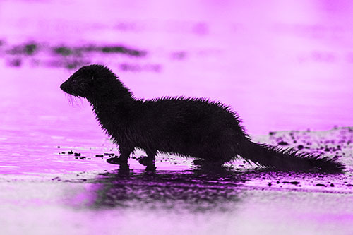 Soaked Mink Contemplates Swimming Across River (Purple Tone Photo)