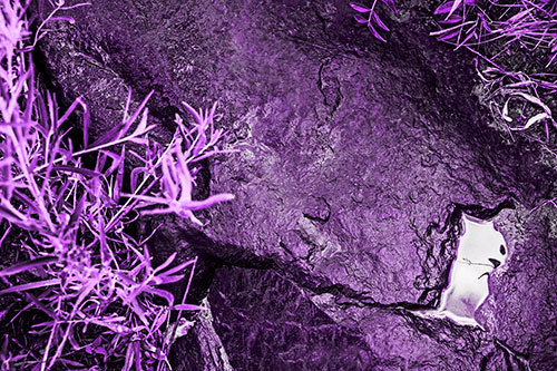 Soaked Puddle Mouthed Rock Face Among Plants (Purple Tone Photo)