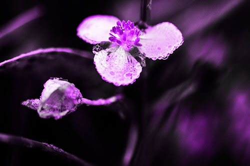 Soaking Wet Frogbit Flower Dew (Purple Tone Photo)