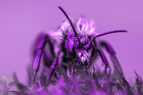Soaking Wet Honey Bee Standing Atop Blanket Flower (Purple Tone)