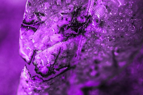 Soaking Wet Smiling Decayed Leaf Face (Purple Tone Photo)