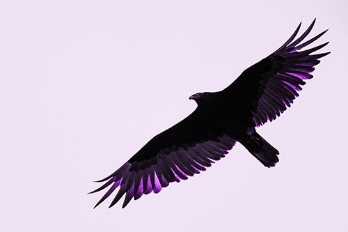 Soaring Turkey Vulture Flying Among Sky (Purple Tone)