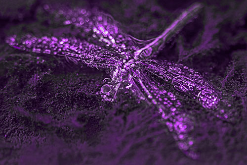 Soggy Dead Dragonfly Floating Atop Algae (Purple Tone Photo)