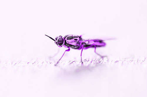 Soldier Fly Standing Still Among Light (Purple Tone)