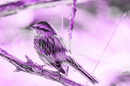Song Sparrow Overlooking Water Pond (Purple Tone Photo)