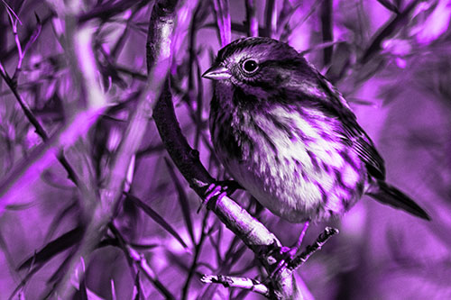 Song Sparrow Perched Along Curvy Tree Branch (Purple Tone Photo)