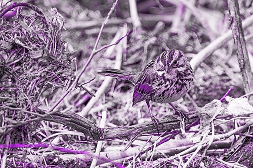 Song Sparrow Standing Atop Broken Branch (Purple Tone Photo)