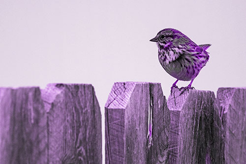 Song Sparrow Standing Atop Wooden Fence (Purple Tone Photo)