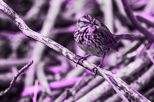 Song Sparrow Surfing Broken Tree Branch (Purple Tone Photo)