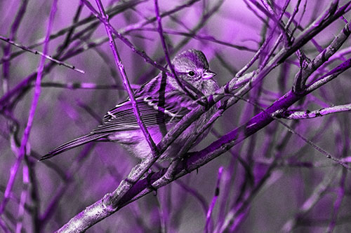 Song Sparrow Watches Sunrise Among Tree Branches (Purple Tone Photo)