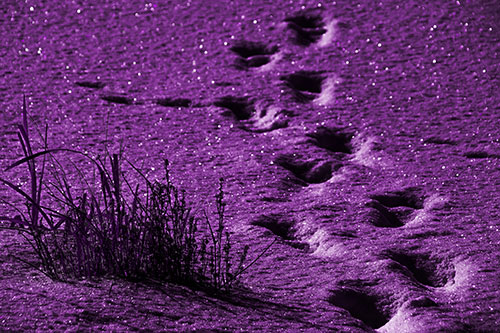 Sparkling Snow Footprints Across Frozen Lake (Purple Tone Photo)
