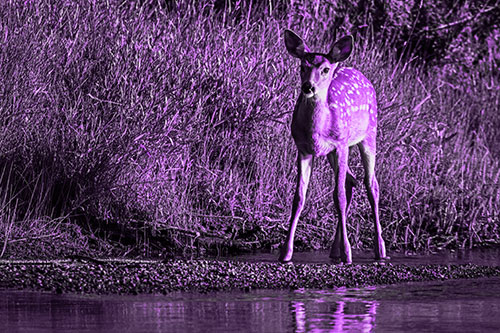 Spotted White Tailed Deer Standing Along River Shoreline (Purple Tone Photo)