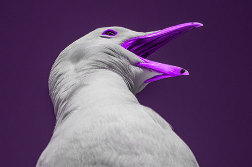 Squawking Seagull Calling Out To Others (Purple Tone)