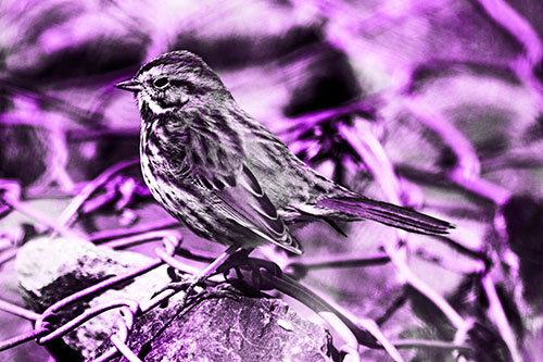 Squinting Song Sparrow Perched Atop Chain Link Fencing (Purple Tone Photo)
