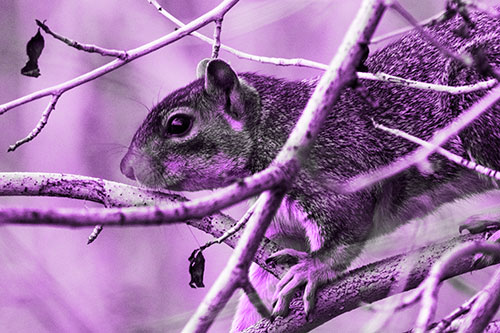 Squirrel Climbing Down From Tree Branches (Purple Tone Photo)