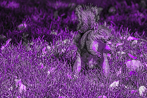 Squirrel Enjoying Breakfast Among Fallen Autumn Leaves (Purple Tone)