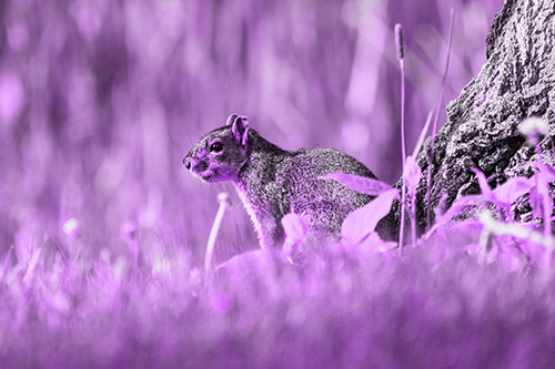 Squirrel Enjoying Sunshine Beside Tree (Purple Tone Photo)