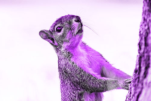 Squirrel Glances Up Tree Trunk (Purple Tone Photo)