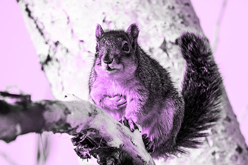 Squirrel Grasping Chest Atop Thick Tree Branch (Purple Tone Photo)