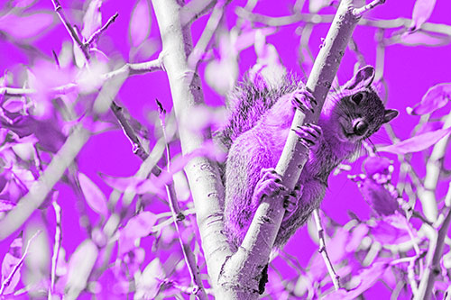 Squirrel Gripping Ahold Of Tree Branch (Purple Tone)