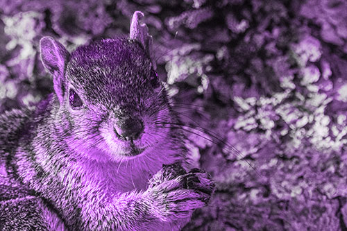 Squirrel Holding Food Atop Tree Branch (Purple Tone Photo)