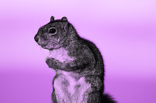 Squirrel Holding Food Tightly Amongst Chest (Purple Tone Photo)