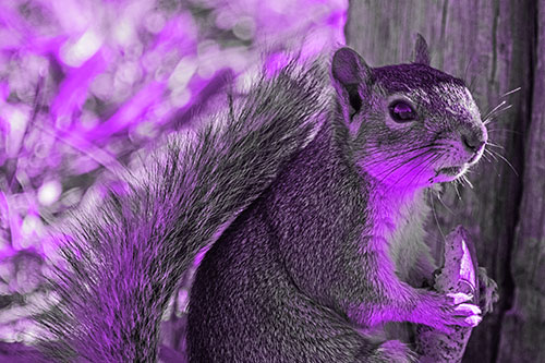 Squirrel Holding Watermelon Slice Glancing Sideways (Purple Tone)