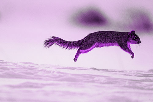 Squirrel Leap Flying Across Snow (Purple Tone Photo)