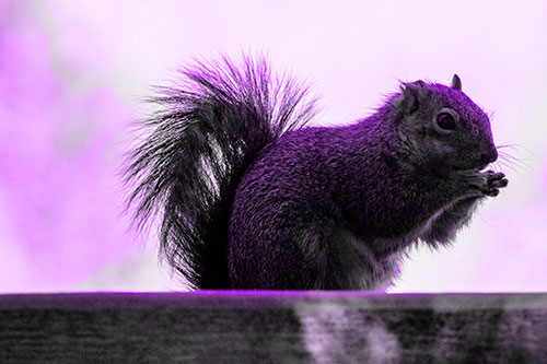 Squirrel Nibbles Breakfast Atop Concrete Skatepark (Purple Tone)