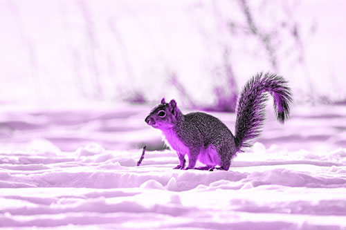 Squirrel Observing Snowy Terrain (Purple Tone Photo)