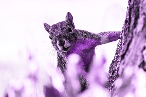 Squirrel Peeks Around Tree Base (Purple Tone Photo)