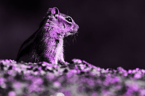 Squirrel Piques Distant Interest (Purple Tone Photo)