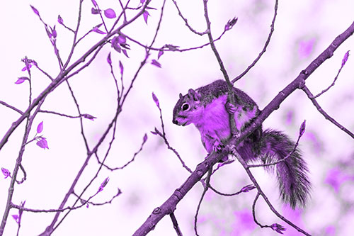 Squirrel Sits Among Sprouting Tree Branches (Purple Tone)