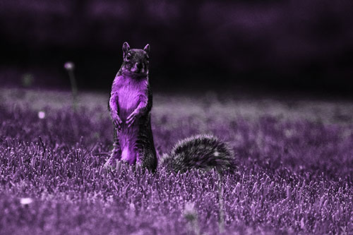 Squirrel Standing Atop Fresh Cut Grass On Hind Legs (Purple Tone Photo)