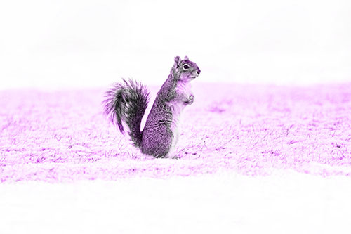 Squirrel Standing On Snowy Patch Of Grass (Purple Tone Photo)