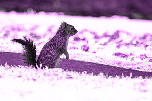 Squirrel Standing Upwards On Hind Legs (Purple Tone Photo)