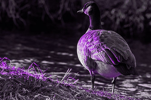 Standing Canadian Goose Looking Sideways Towards Sunlight (Purple Tone Photo)