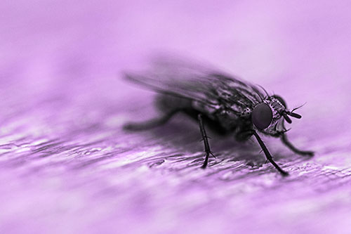 Standing Cluster Fly Resting Atop Wood (Purple Tone)