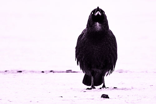 Standing Crow Cawing Loudly (Purple Tone Photo)