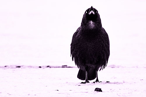 Standing Crow Cawing Loudly (Purple Tone)