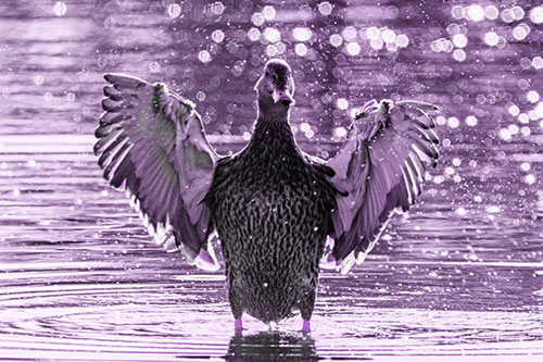 Standing Mallard Duck Flapping Wings Among Shore (Purple Tone)