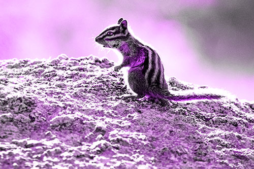 Standing Open Mouthed Chipmunk In Shock (Purple Tone Photo)