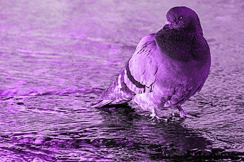 Standing Pigeon Gandering Atop River Water (Purple Tone Photo)