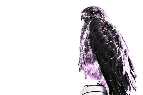 Standing Rough Legged Hawk Keeping Watch (Purple Tone Photo)