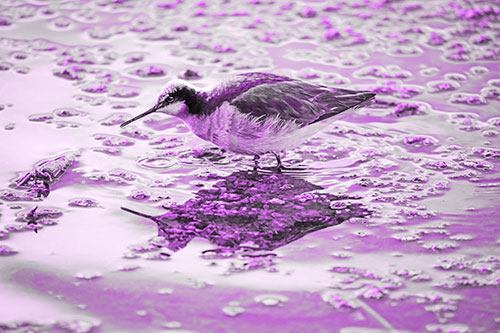 Standing Sandpiper Wading In Shallow Algae Filled Lake Water (Purple Tone Photo)