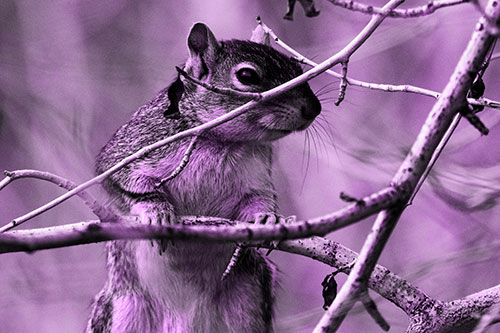 Standing Squirrel Peeking Over Tree Branch (Purple Tone)